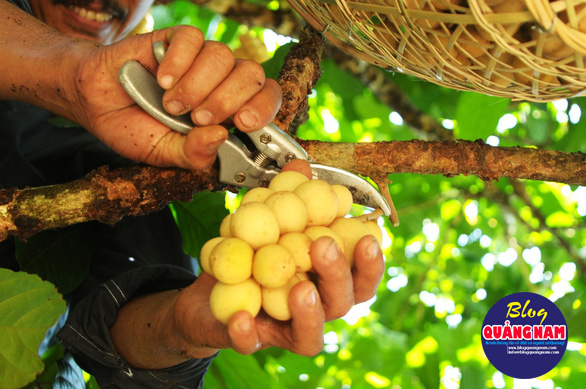 Về Tiên Phước ăn trái bòn bon - Ảnh 9.